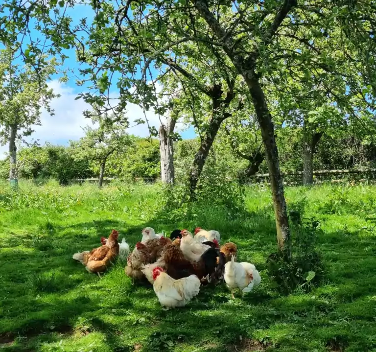 Chickens of Devon glamping farm